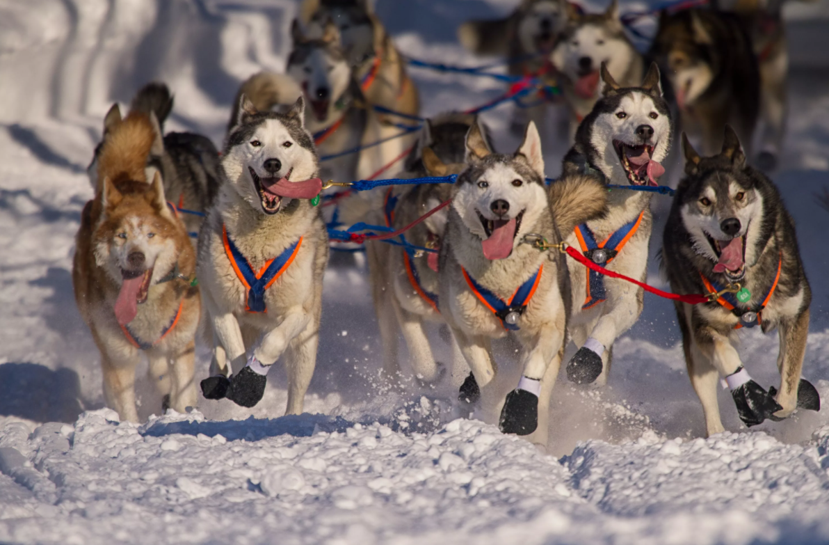 Делают собачий тыгыдык. 