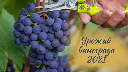 Урожай винограда 2021