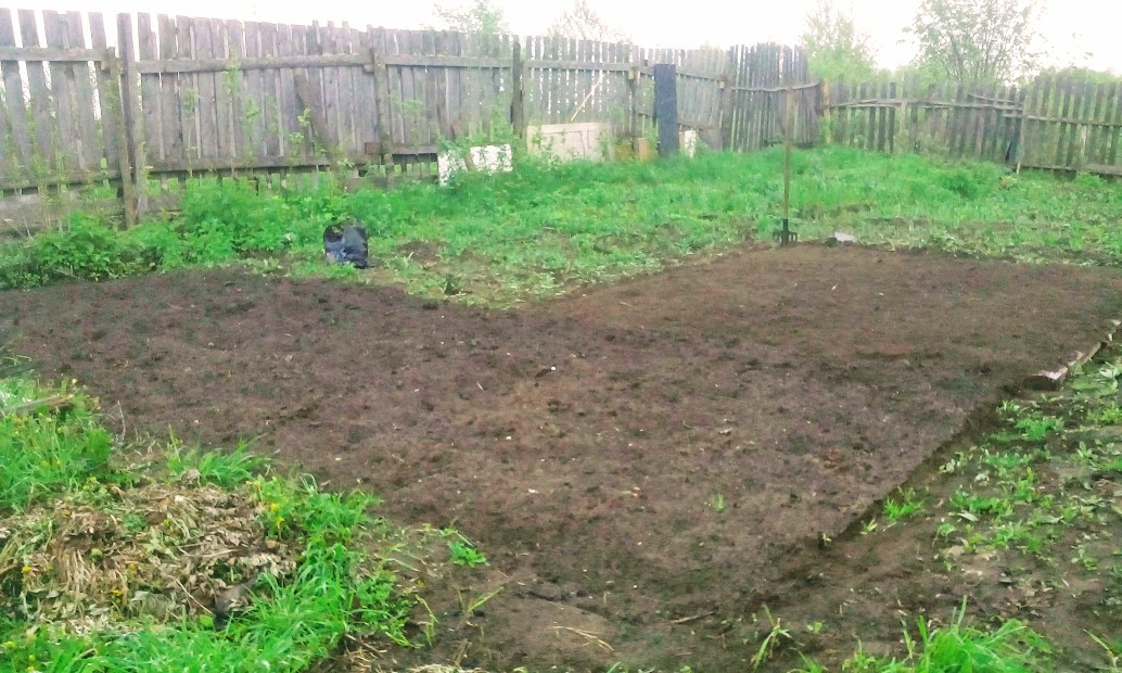 Сначала был раскопан участок под картошку