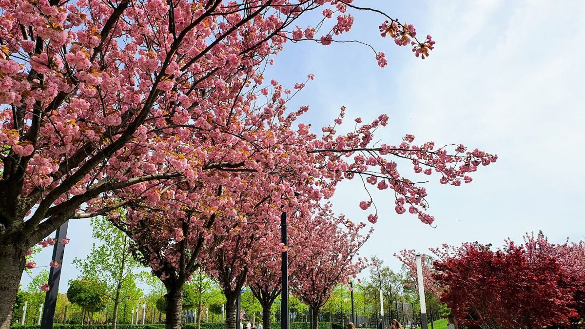 Цветение сакуры в парке Галицкого в Краснодаре