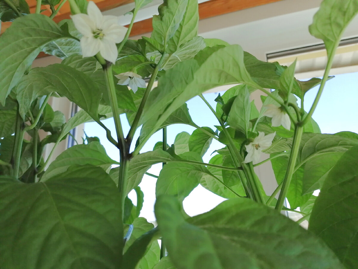 Перец уже цветёт 