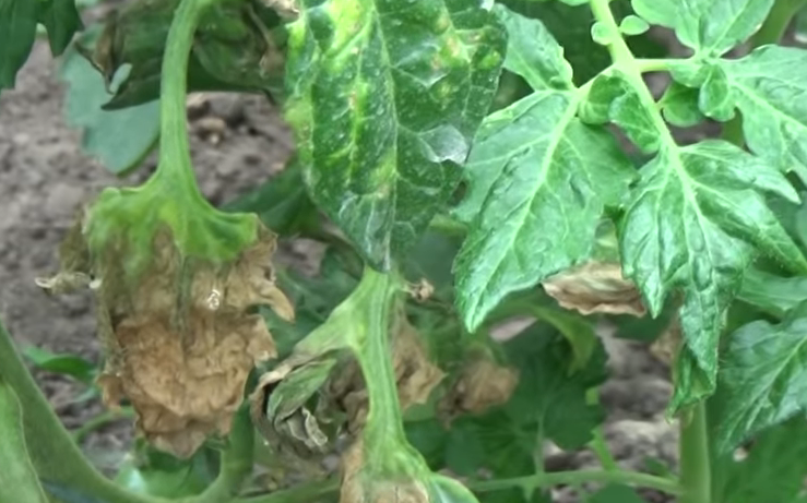 Главное вовремя заметить