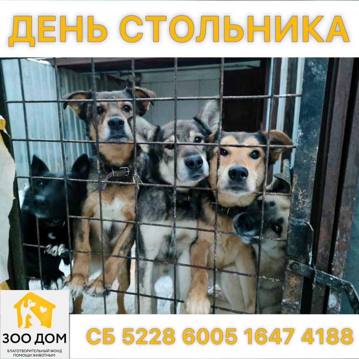 На фото наши "дички", которые очень нуждаются в кураторе: Миа, Нэш, Рокки, Кира, Стрелыч