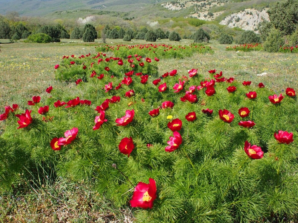 Пион тонколистный. Фото: Людмила Саплицкая, plantarium.ru
