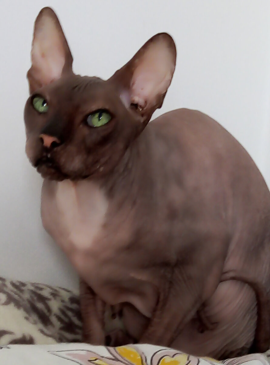 Феликс. 12 лет. 