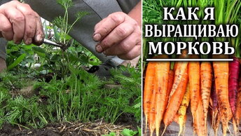 Выращивание моркови без ошибок Все мои секреты про хороший урожай моркови