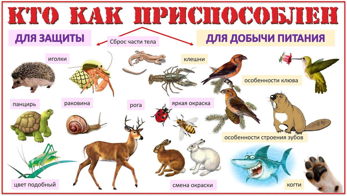 Рассмотрите животных на картинках выявите какие приспособления