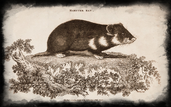 Первое изображение саблезубого хомяка без сабли в зубах - он её утащил на базар и продал. Почему? Потому что крыса...