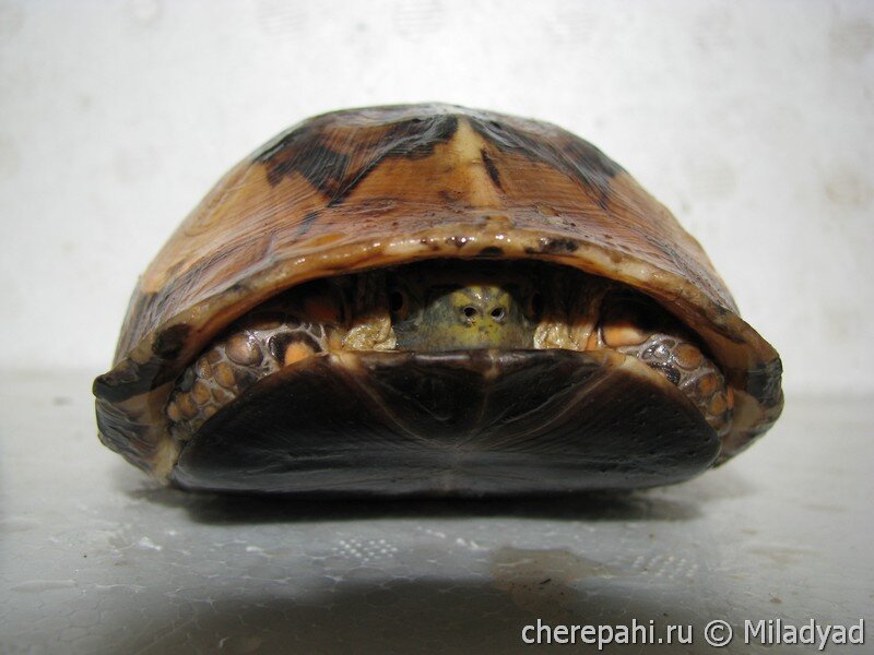 Болезни панциря у черепах: клинические проявления