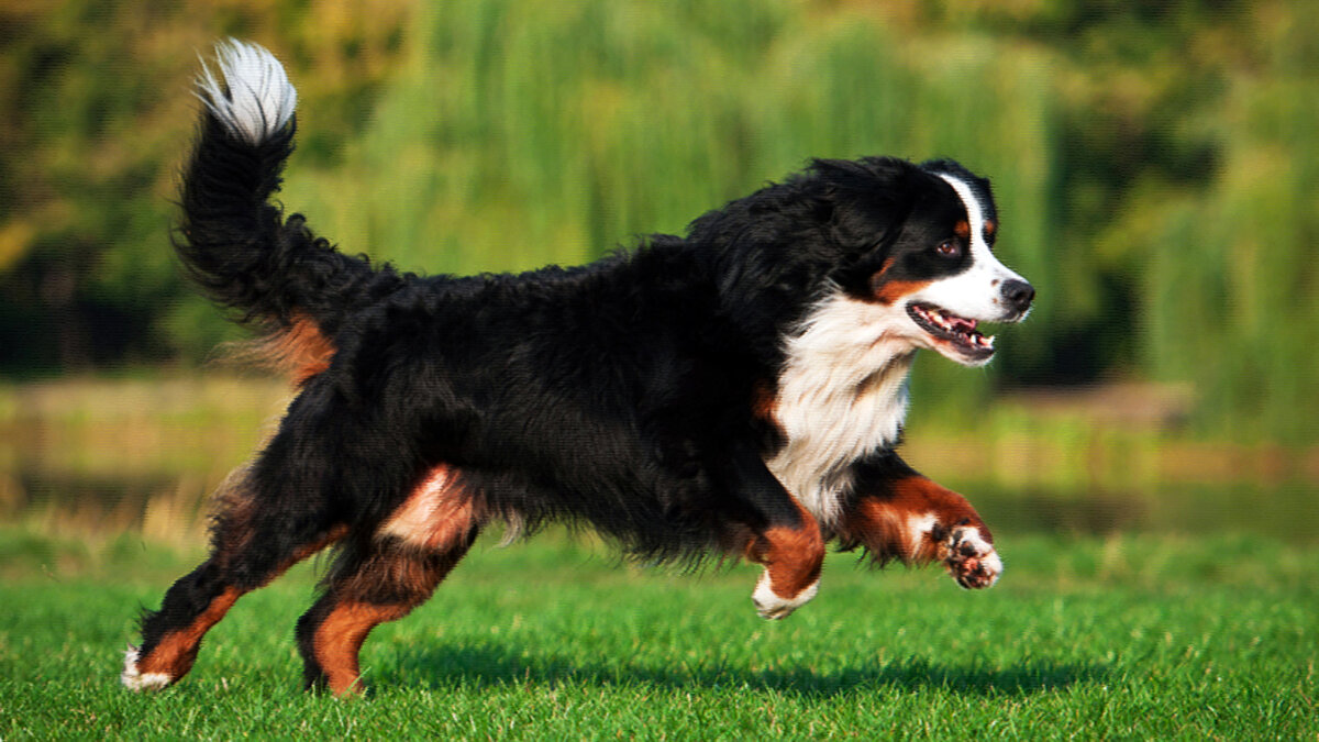 источник фото: wikipet.ru