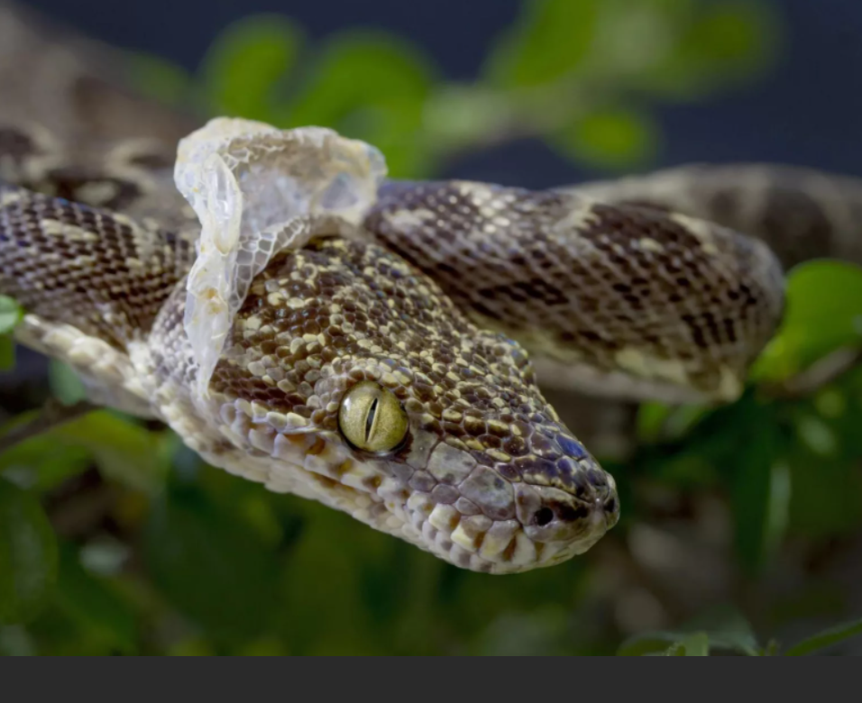 линька змеи. змеиный выползок. змея меняет кожу. змея меняет кожу. змея меняет кожу.
