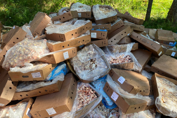 Фото: управление ветеринарии Ленобласти