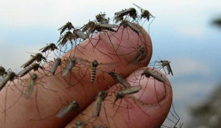 Добавьте описание