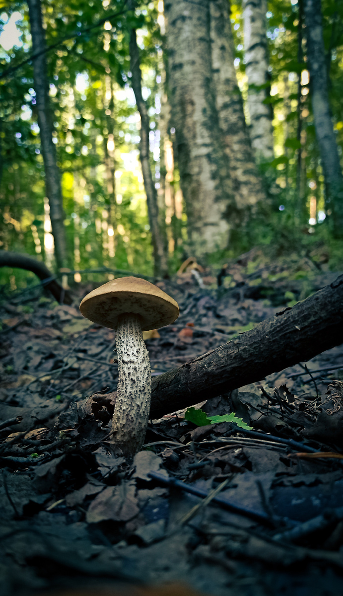 Подберезовик