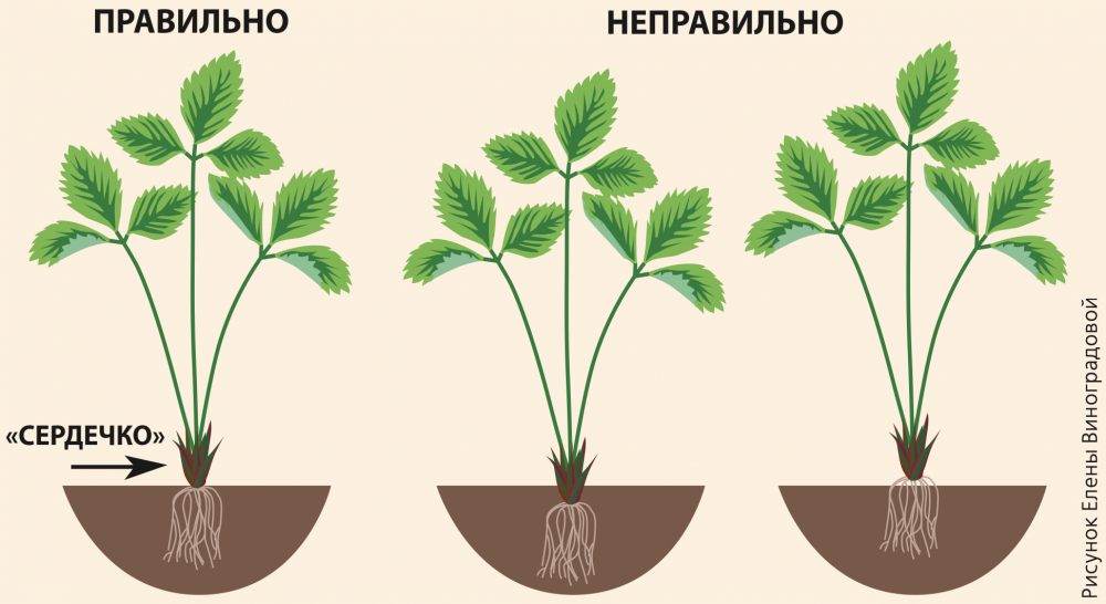    Рисунок АиФ/ Елена Виноградова