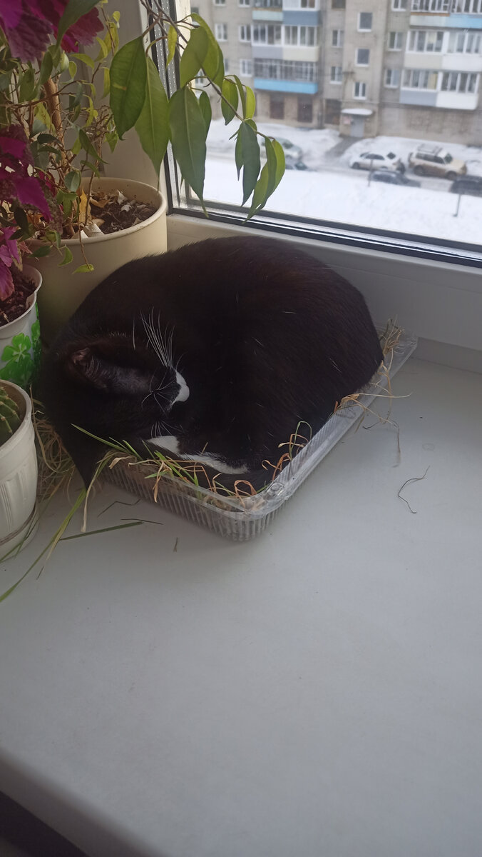 Посадила травку для котиков...