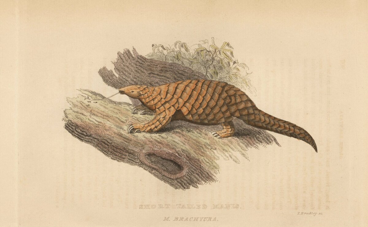      Фото: East News Панголин. Гравюра 1825 года
