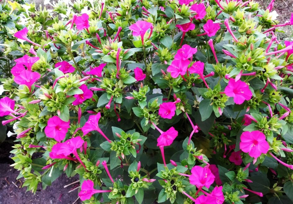 Цветы моё фото