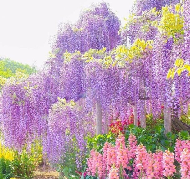 Фото из интернета.