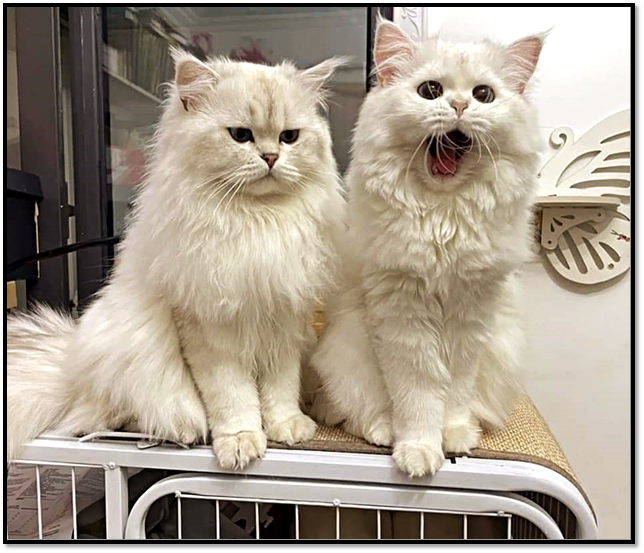 Источник: https://pikabu.ru 