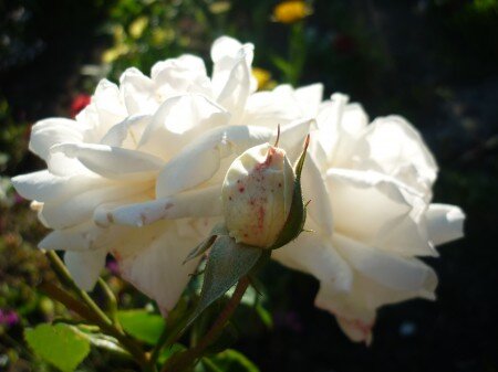 Автор фото Попова Марина.