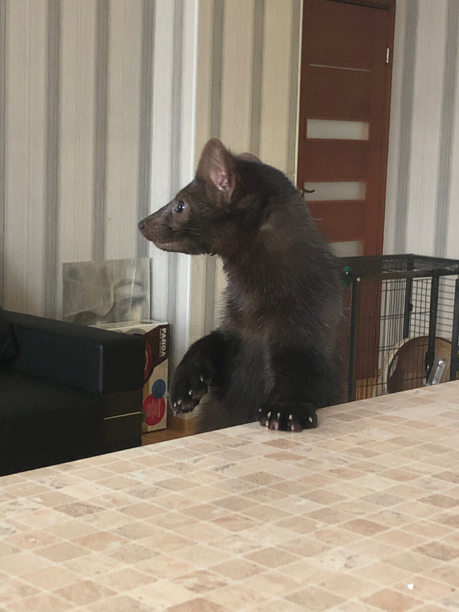 Бадди смотрит в комнату…