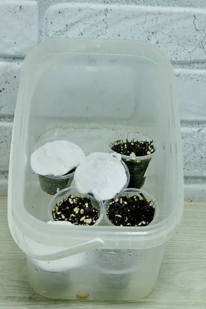 Адениум сеянец. Фото и коллекция автора Masteritayaplants