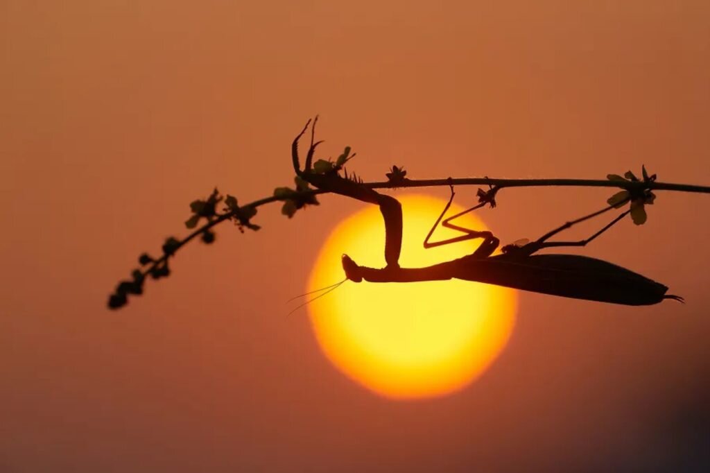     Фото: Franco Fratini