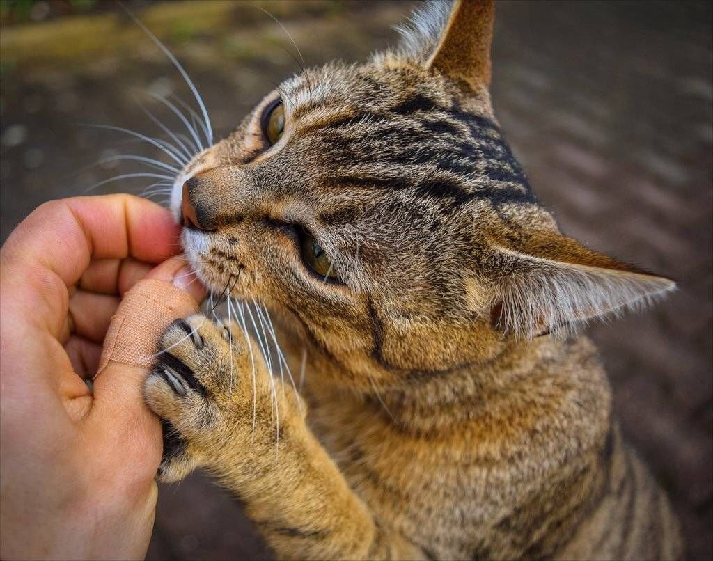 Кусачая кошка. Царапучий кот. Кот кусается. Котики которые царапаются. Почему кошки сначала