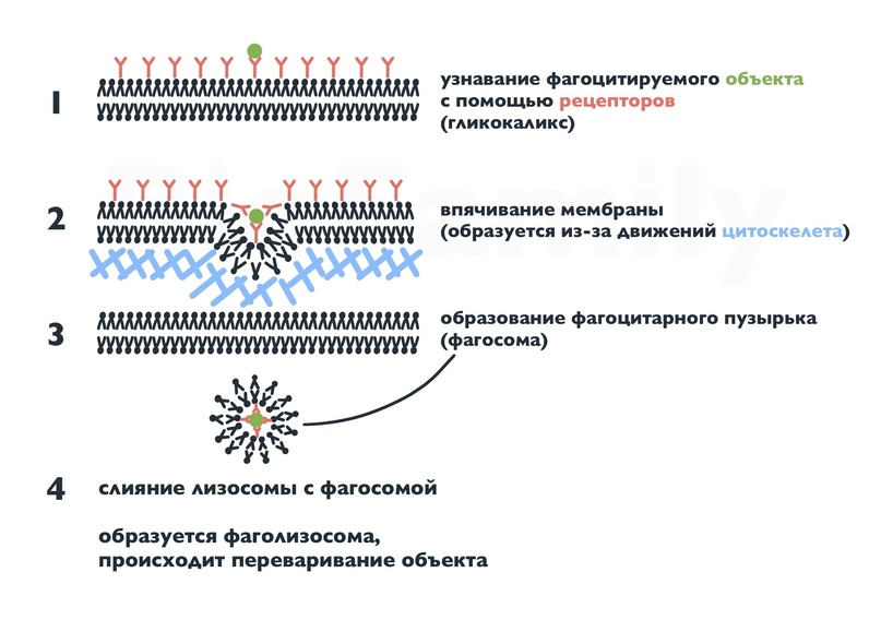 Рецепторный эндоцитоз вируса.