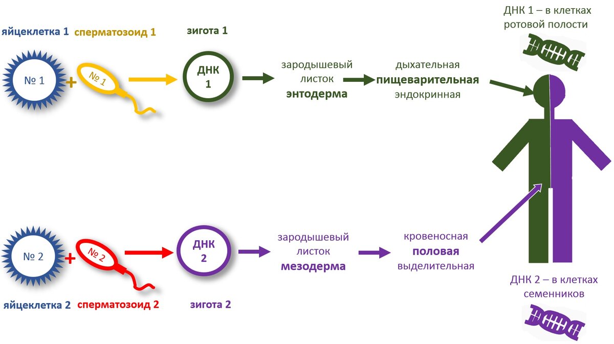 Возможен ли ложно-отрицательный тест на отцовство? Да, если отец - химера |  Генетика для всех | Дзен