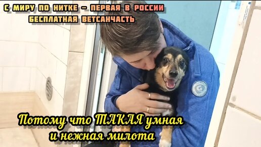 верность помощь животным дзен