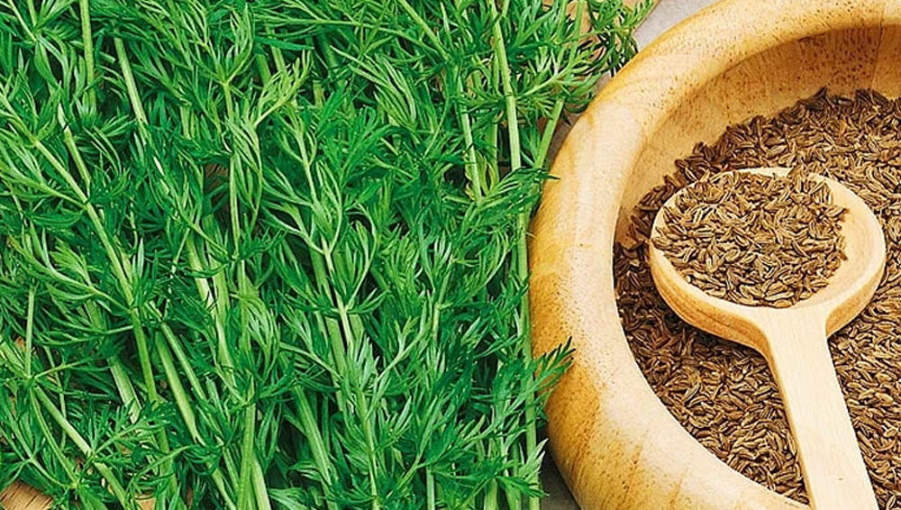 специи. специи пряности на букву ё. приправа хмели сунели. специи зеленого цвета. специи и пряности.