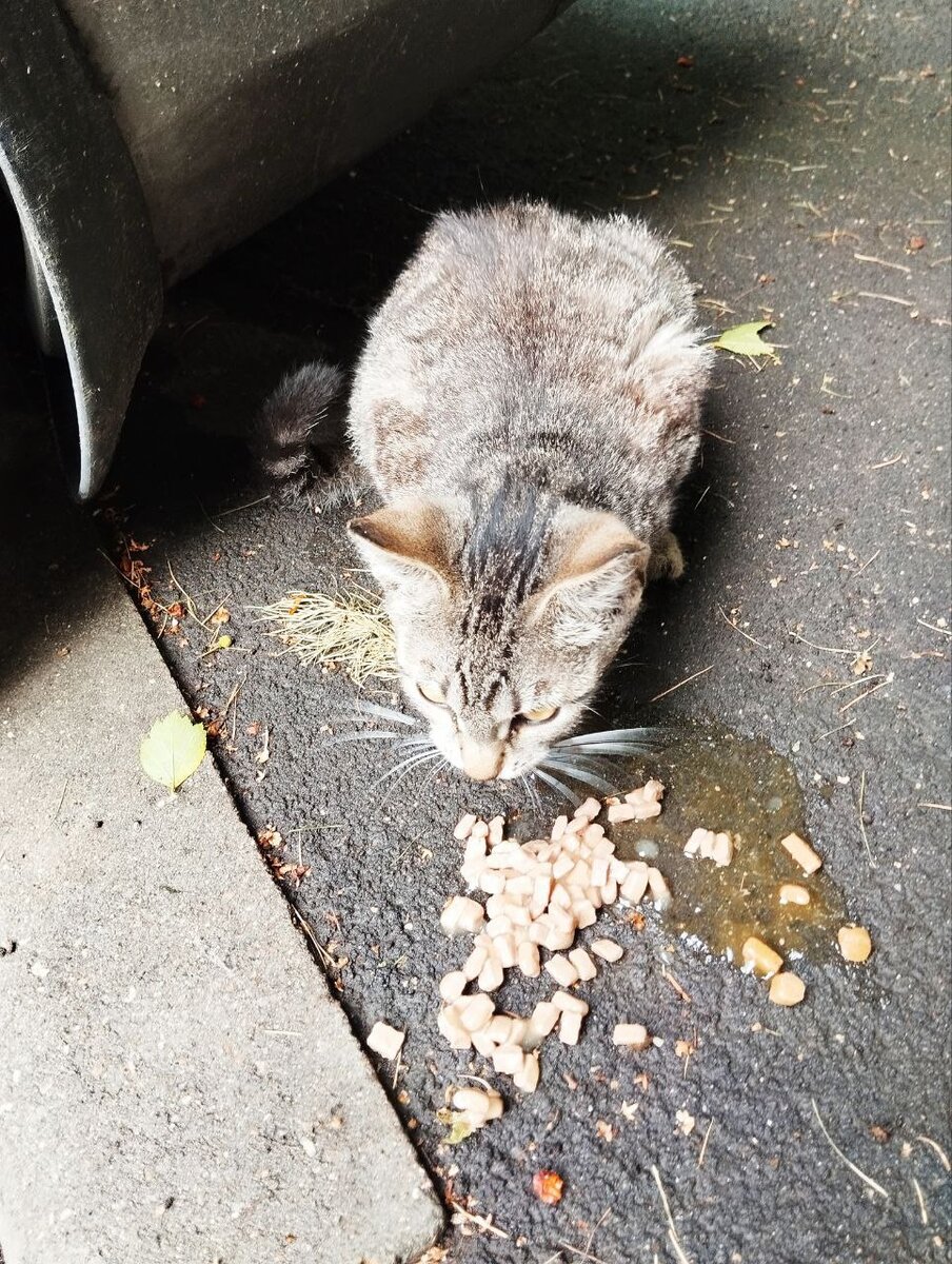 Мы так и не поняли, откуда она появилась