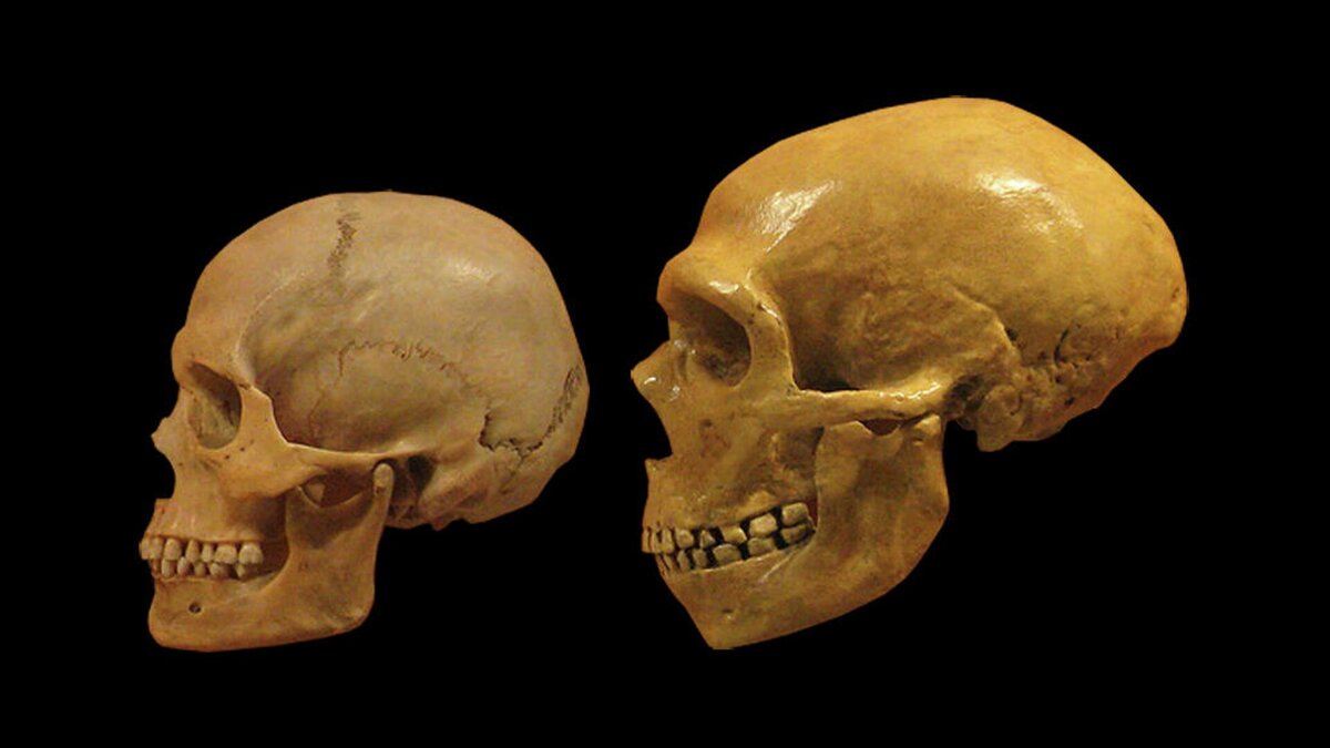 Череп современного человека (слева) и неандертальца