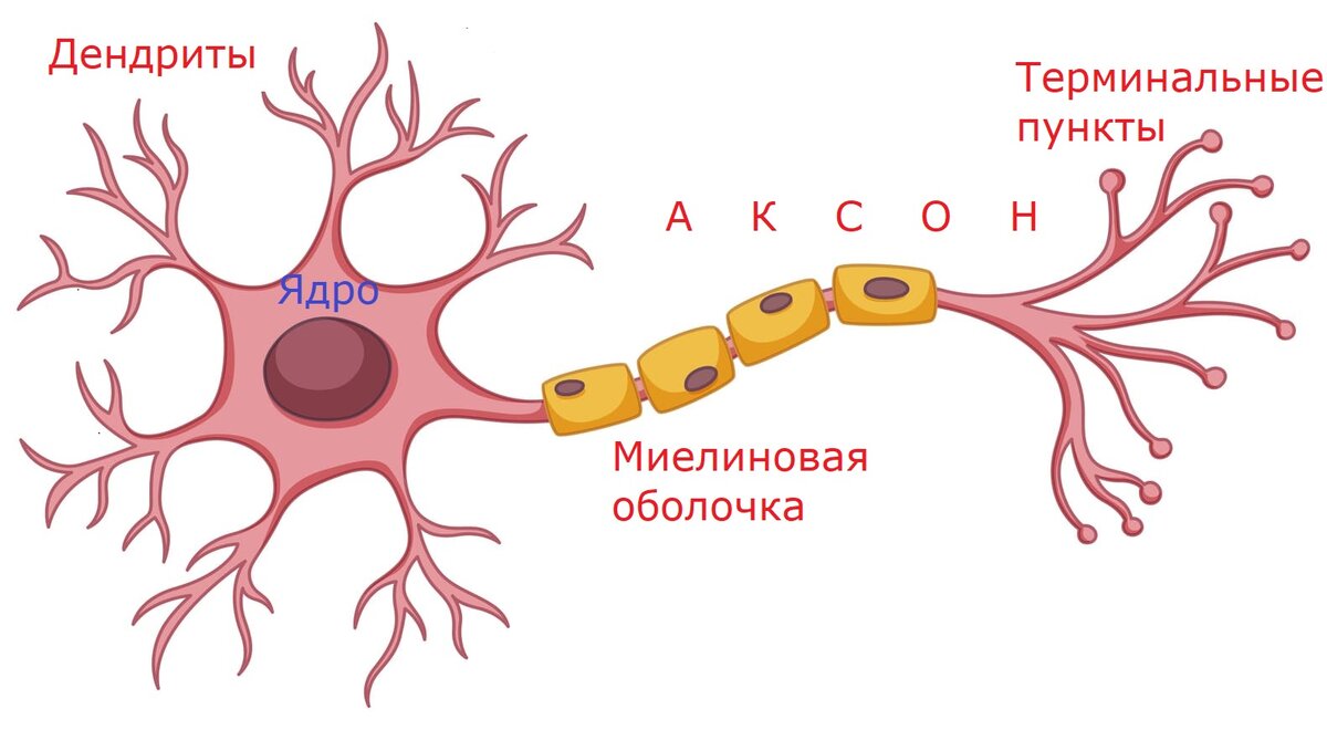 Нейрон