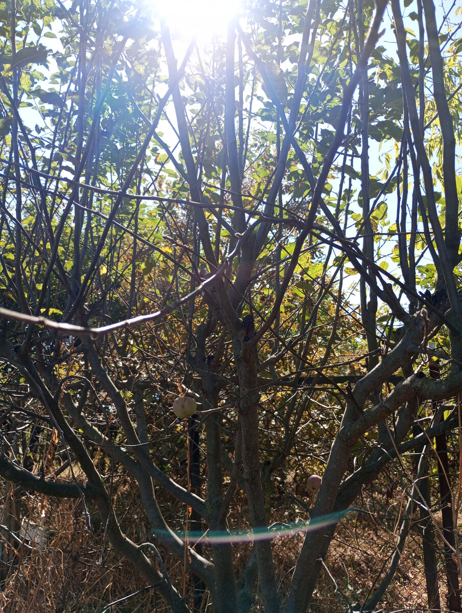 Фото автора. Три яблочка... 