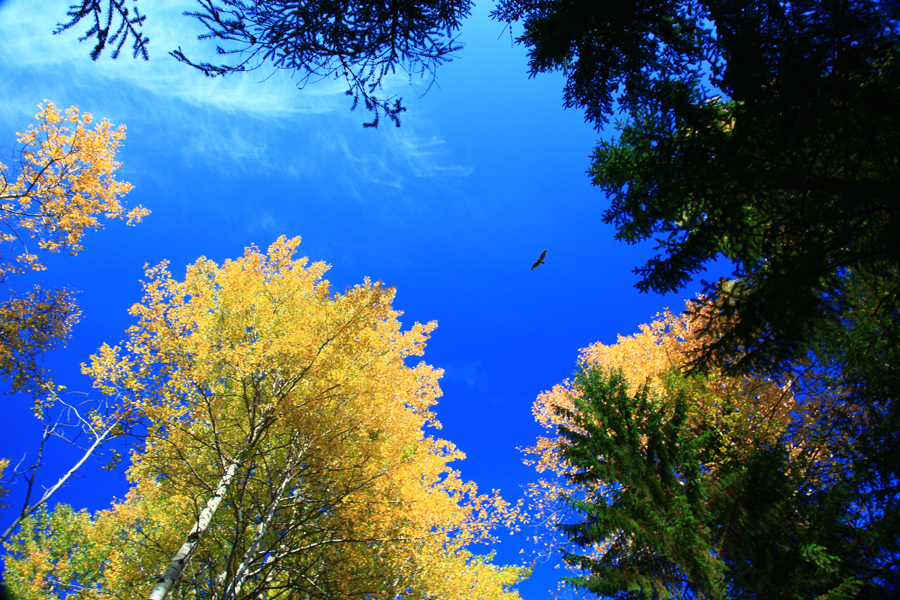 синева небес фото. осеннее небо синь. облако в виде ангела. синева небес фото. синева небес фото.