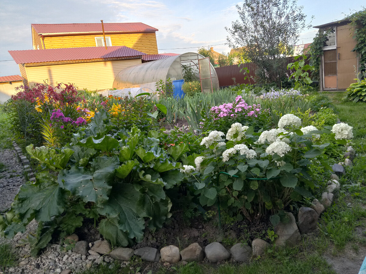 Фото автора. Картофель не запечатлила, но он есть! Где-то там за теплицей. 