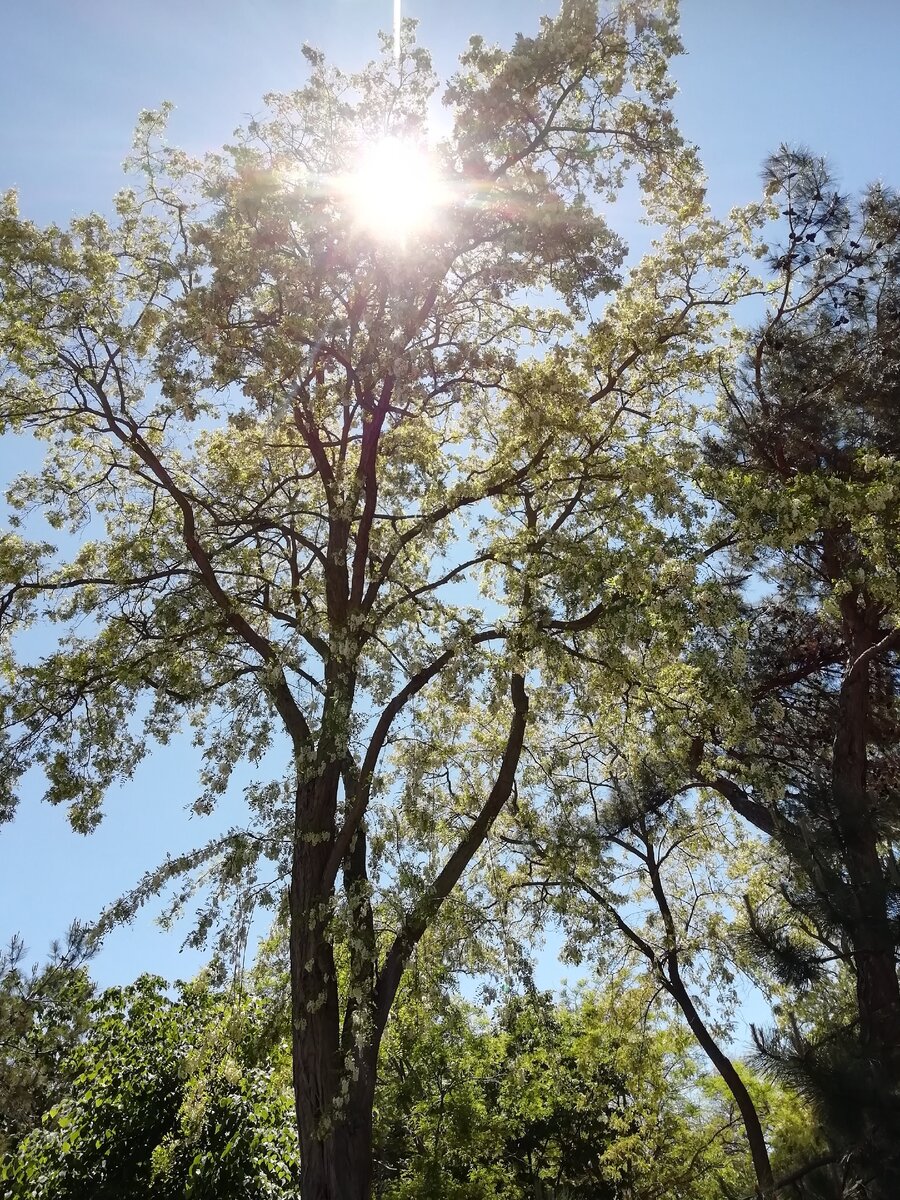 Активное южное солнце пробивается даже через цветущую акацию 