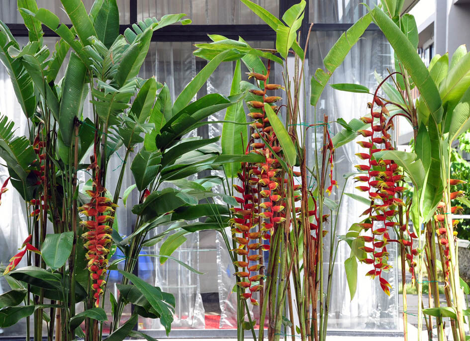 Heliconia Rostrata, обычно называемая Коготь омара