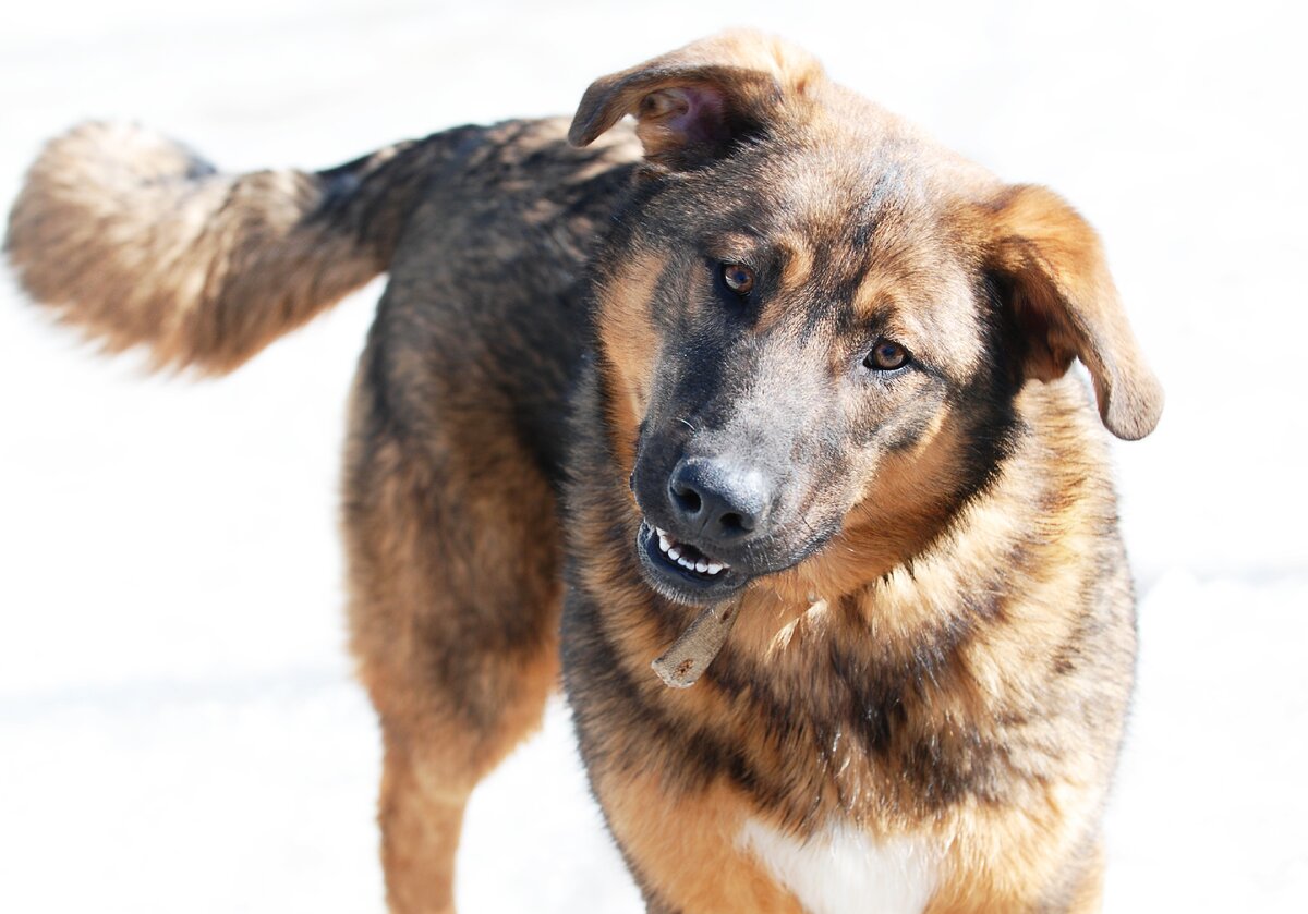 щенок немецкой овчарки 8 месяцев. щенок 7 месяцев. немецкая овчарка малыш. щенок 7 месяцев. щенок 7 месяцев.
