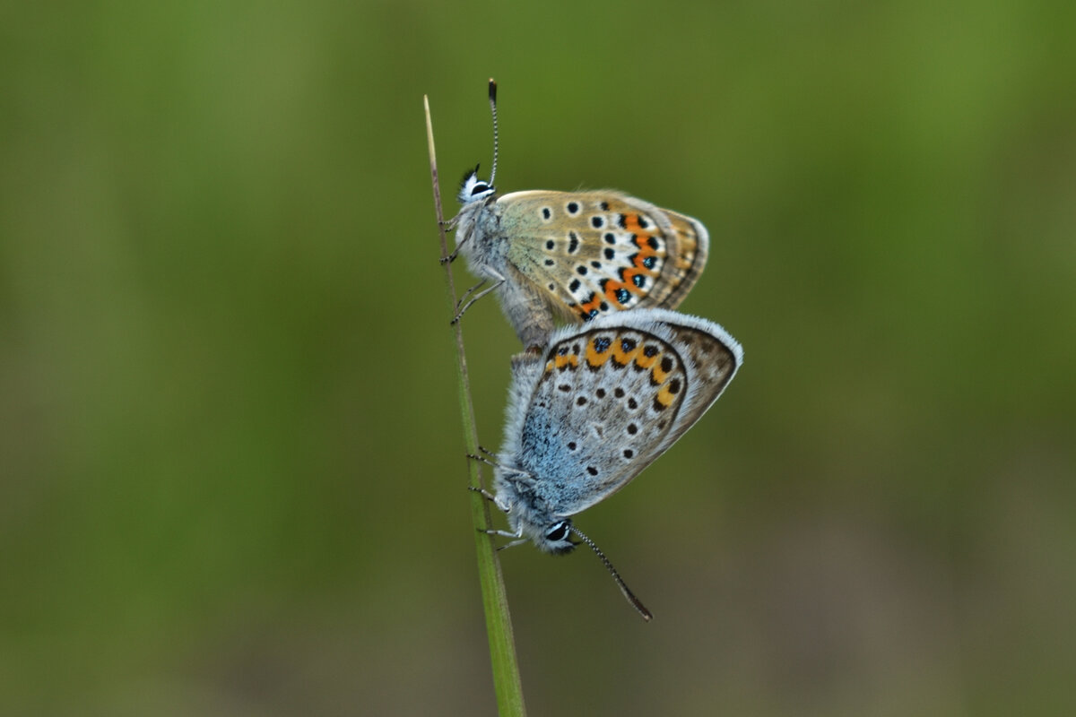 А эта парочка не только так сидела на травинке, но и летала в "тандеме".