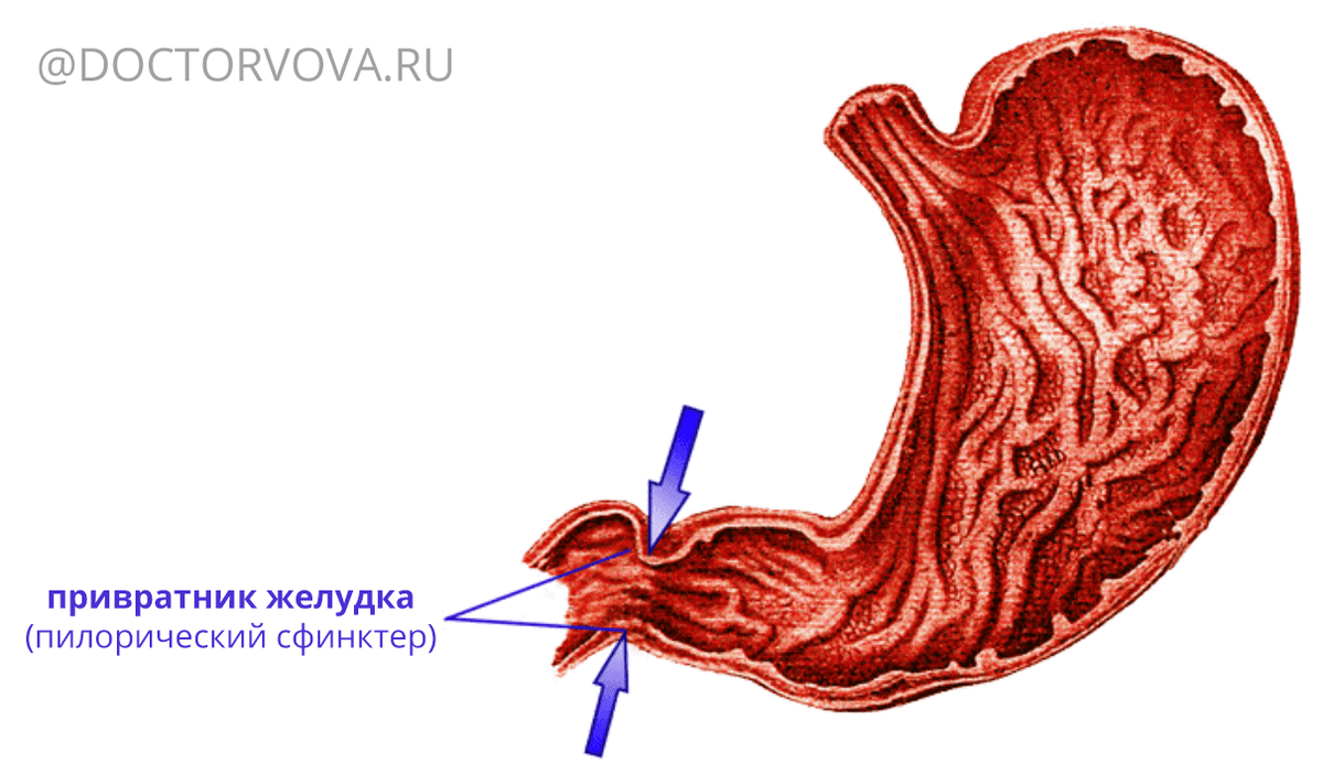 Сфинктер желудка. Сфинктер привратника желудка. Пилорическая язва желудка. Пилорический сфинктер желудка. Пилорический сфинктер ДПК.