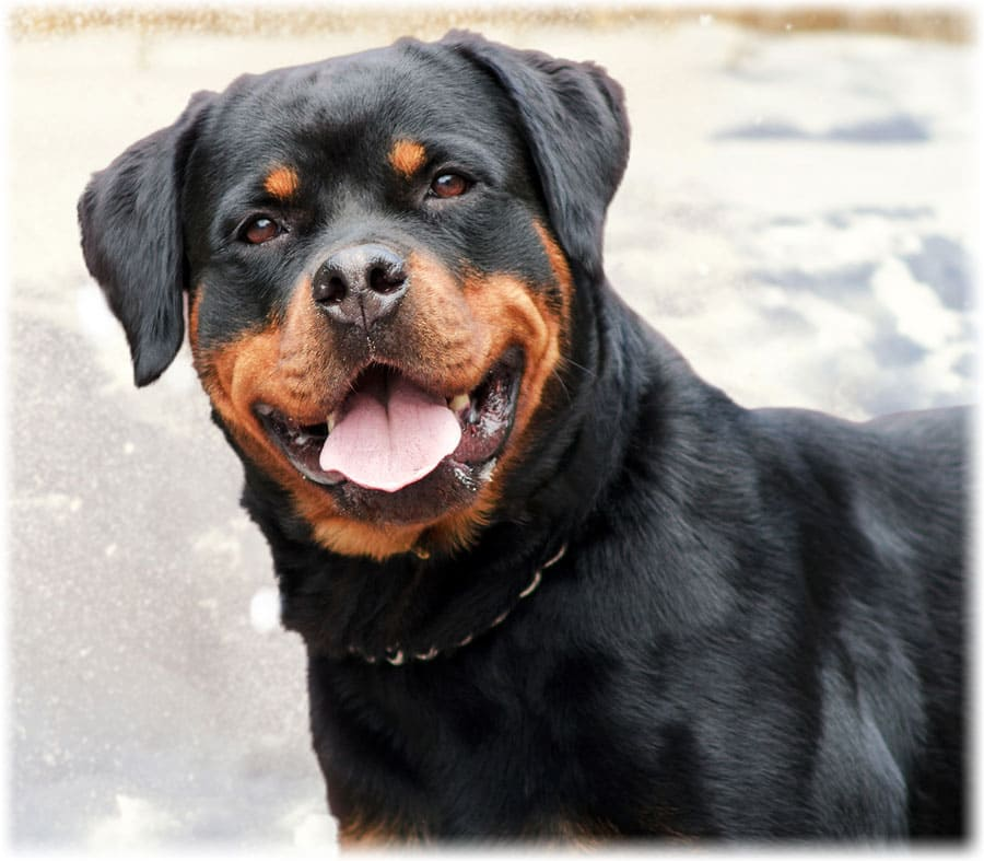 Счастливый ротвейлер. Источник фото: doggy-boom.ru