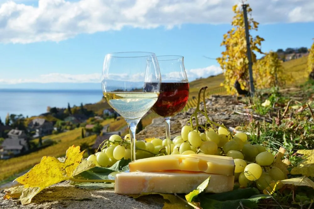 Century gourman. Гастротуризм вино Франция. Лазурный берег Франции винодельня. Вино Тоскана Италия. Грузия гастротур.