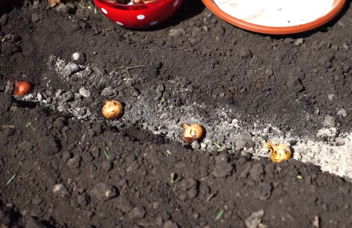 Расстояние между луковичками от 8-10 см. 