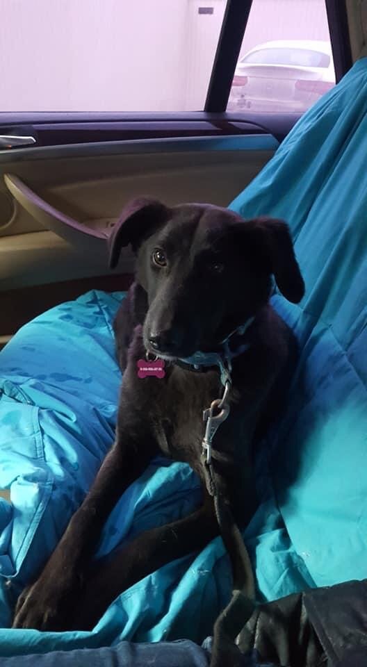 Флэш, 4 года, ищет семью