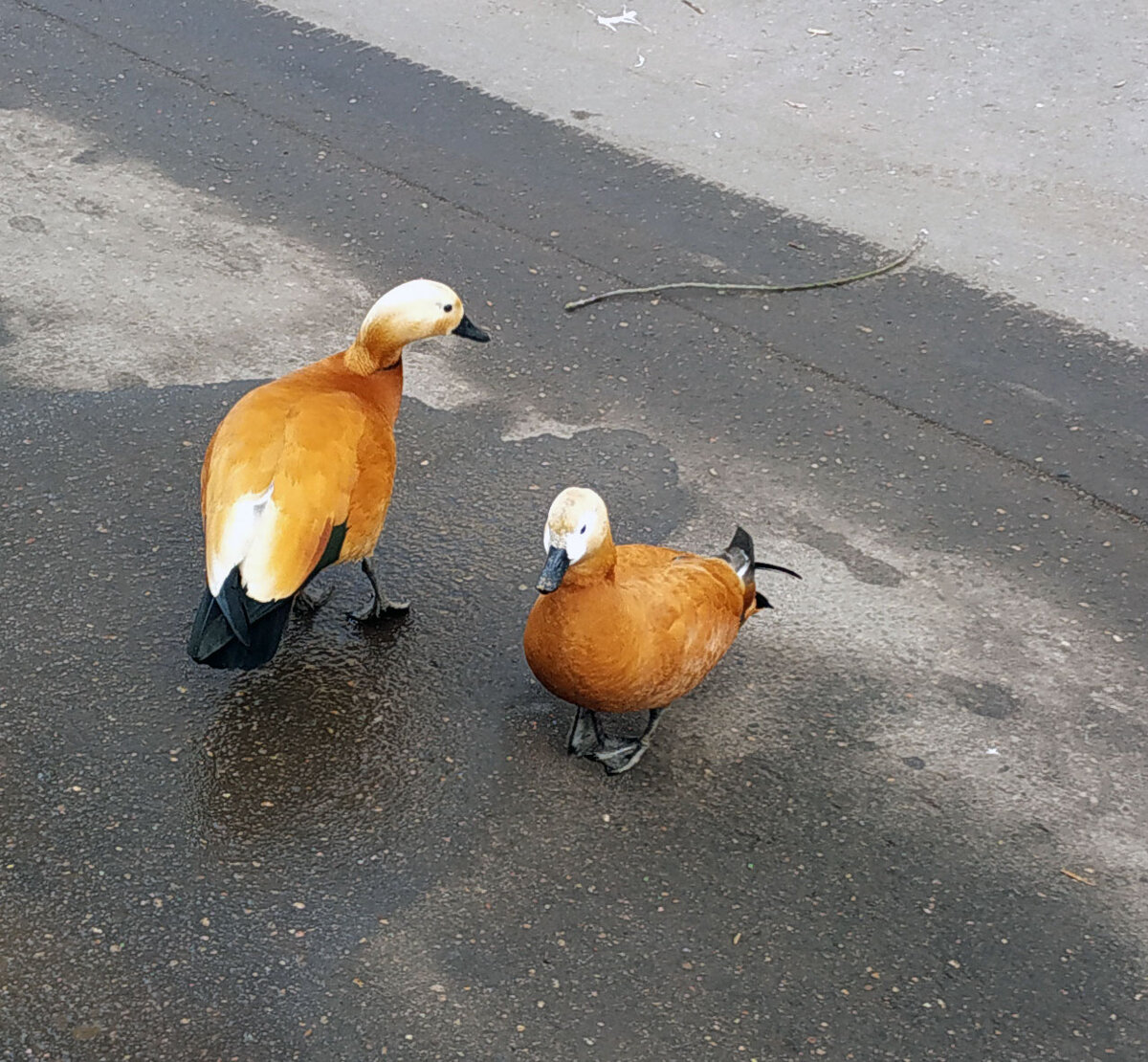 Московское весеннее чудо!
