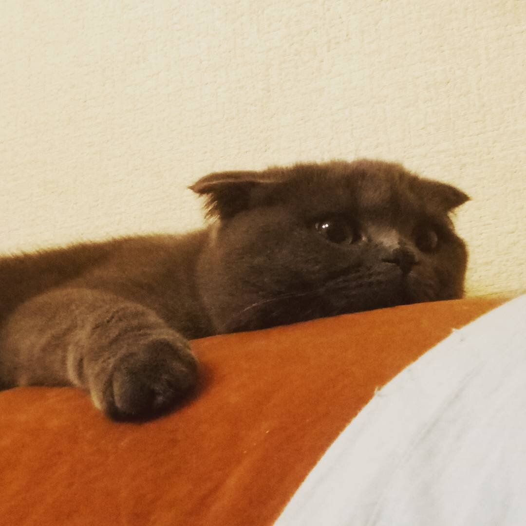 Нюся, шотландская вислоухая. Такая лапочка только на фото :)